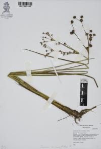 Juncus microcephalus image